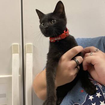 Aboo -  Domestic Short Hair Cat for Adoption in Monroe, Louisiana - Aboo | PetCurious