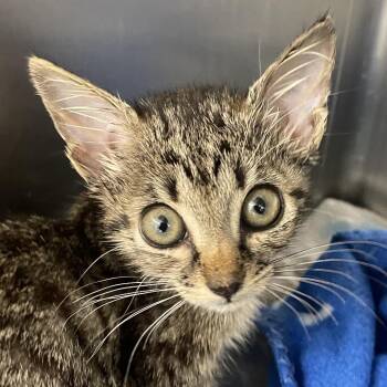Kiki -  Domestic Short Hair Cat for Adoption in West Palm Beach, Florida - Kiki | PetCurious