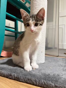 Domestic Short Hair Cats Available for Adoption in Sandy Springs, Georgia - Tay(berry) | PetCurious