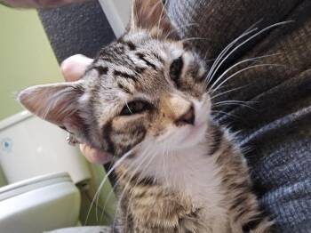Wile E Coyote -  Domestic Short Hair Cat for Adoption in Vancouver, Washington - Wile E Coyote | PetCurious