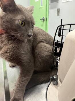 Guustavv -  Domestic Short Hair Cat for Adoption in Bloomington, Indiana - Guustavv | PetCurious