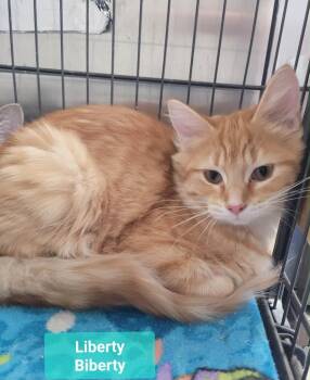Liberty Biberty -  Domestic Medium Hair Cat for Adoption in Richmond, Indiana - Liberty Biberty | PetCurious