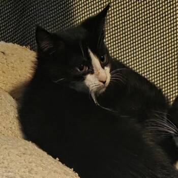 Bud Light Robinson -  Domestic Short Hair Cat for Adoption in Abingdon, Maryland - Bud Light Robinson | PetCurious