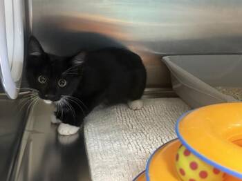 TRIUMPH* -  Domestic Short Hair Cat for Adoption in Santa Cruz, California - TRIUMPH* | PetCurious