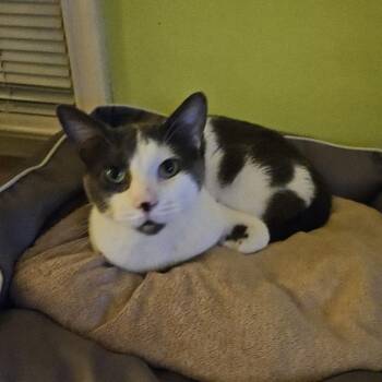 Charlie -  Domestic Short Hair Cat for Adoption in Pickering, Ontario - Charlie | PetCurious