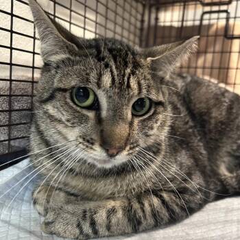 IVHS-Stray-140090 -  Domestic Short Hair Cat for Adoption in San Gabriel, California - IVHS-Stray-140090 | PetCurious