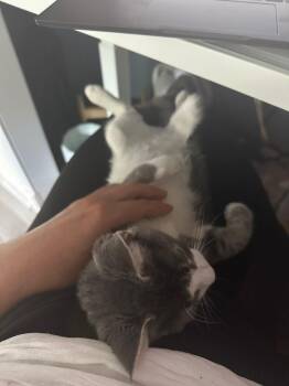 Rescue American Shorthair Cats for Adoption - Hansel | PetCurious