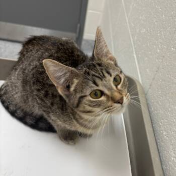 Rescue Domestic Short Hair Cats for Adoption in Grand Rapids, Michigan - Viper - Chow Hound Knapp's Corner | PetCurious