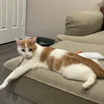 Lea -  Domestic Short Hair Cat for Adoption in Bel Air, Maryland - Lea | PetCurious