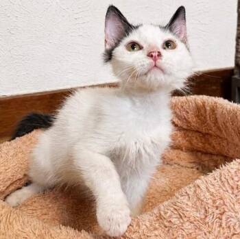 Cocoa Bean -  Tuxedo and Domestic Short Hair Cat for Adoption in Friendswood, Texas - Cocoa Bean | PetCurious