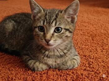 Domestic Short Hair Cats Available for Adoption in Jacksonville, Florida - LINCOLN | PetCurious