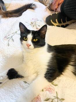 Rescue Domestic Long Hair Cats for Adoption in Price, Utah - Rambo | PetCurious