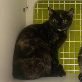 Domestic Short Hair Cats Available for Adoption - Evie | PetCurious
