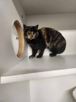 Domestic Short Hair Cats Available for Adoption - Nyquil | PetCurious