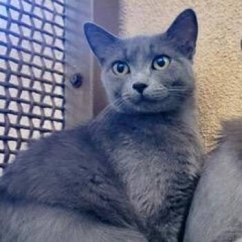 Bamboo -  Domestic Short Hair Cat for Adoption in Green Valley, Arizona - Bamboo | PetCurious