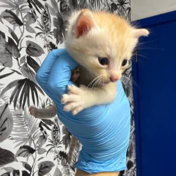 Domestic Short Hair Cats Available for Adoption in Wahiawa, Hawaii - Mr. Bigs | PetCurious