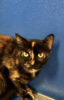 Kit Kat -  Domestic Medium Hair and Domestic Short Hair Cat for Adoption in Picayune, Mississippi - Kit Kat | PetCurious