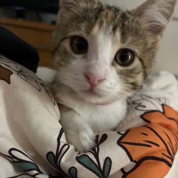 Aine -  Domestic Short Hair Cat for Adoption - Aine | PetCurious
