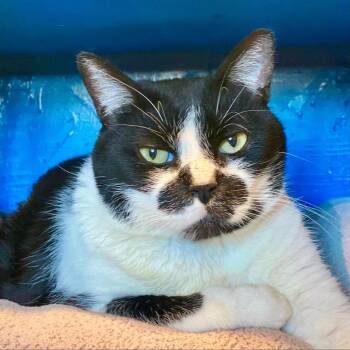 Koru -  Domestic Short Hair Cat for Adoption in Tucson, Arizona - Koru | PetCurious