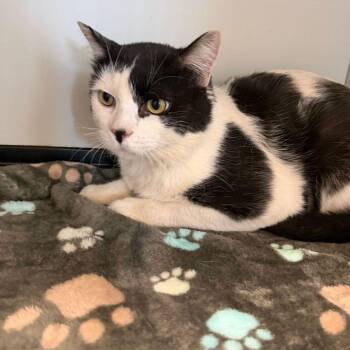 Tonka -  Domestic Short Hair Cat for Adoption in Kingman, Arizona - Tonka | PetCurious
