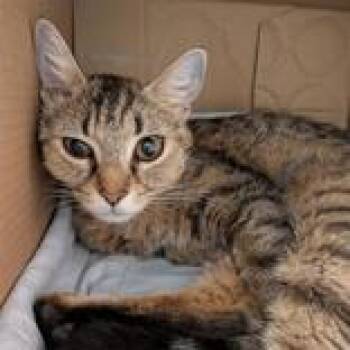 Domestic Short Hair Cats Available for Adoption in Hilliard, Ohio - Cici | PetCurious