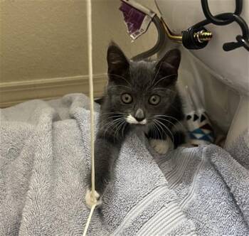 ZIA -  Domestic Long Hair Cat for Adoption in Colorado Springs, Colorado - ZIA | PetCurious