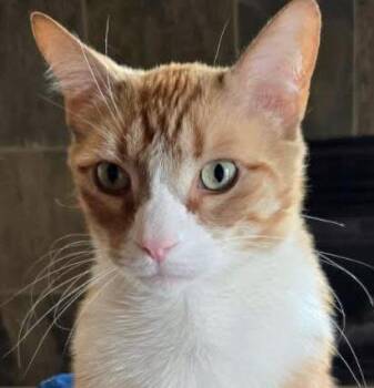 Rescue Domestic Short Hair Cats for Adoption in Salem, Oregon - Lion | PetCurious