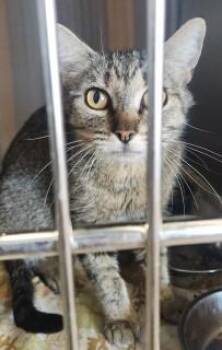 Penny/luna -  Domestic Short Hair Cat for Adoption in Kingman, Arizona - Penny/luna | PetCurious