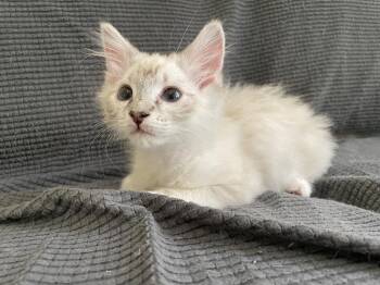 Myki Meeks -  Siamese and American Shorthair Cat for Adoption in Austin, Texas - Myki Meeks | PetCurious