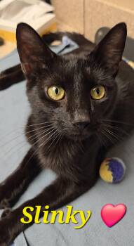 Rescue Domestic Short Hair Cats for Adoption in Kenhorst, Pennsylvania - Slinky | PetCurious