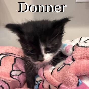 Domestic Long Hair Cats Available for Adoption - Donner | PetCurious