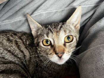 Rescue Domestic Short Hair Cats for Adoption in Oceanside, California - Bubbles | PetCurious