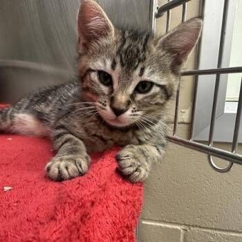Mary Beth -  Domestic Short Hair Cat for Adoption in Walnut Creek, California - Mary Beth | PetCurious