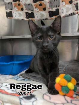Rescue Domestic Short Hair Cats for Adoption in Oak Ridge, Tennessee - Raggae | PetCurious