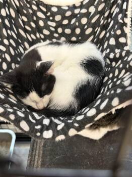 Polka dot -  Domestic Short Hair Cat for Adoption in Scranton, Pennsylvania - Polka Dot | PetCurious