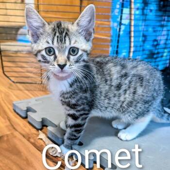 Comet (Basil) -  Domestic Medium Hair Cat for Adoption in Ashland, Virginia - Comet (Basil) | PetCurious