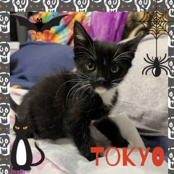 Rescue Domestic Short Hair Cats for Adoption in Reisterstown, Maryland - Tokyo | PetCurious