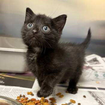 Yay -  Domestic Short Hair Cat Available for Adoption in Winston-salem, North Carolina - Yay | PetCurious
