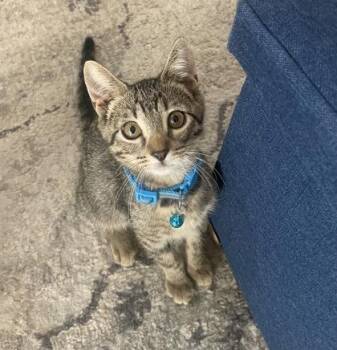 Truffle -  Domestic Short Hair Cat for Adoption in Fort Worth, Texas - Truffle | PetCurious