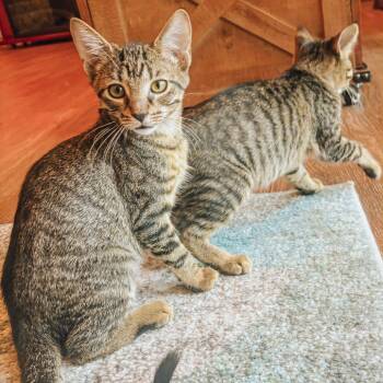 Rescue Domestic Short Hair Cats for Adoption in Kansas City, Missouri - Chips | PetCurious