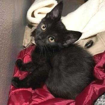 Noche* -  Domestic Short Hair Cat for Adoption in San Gabriel, California - Noche* | PetCurious