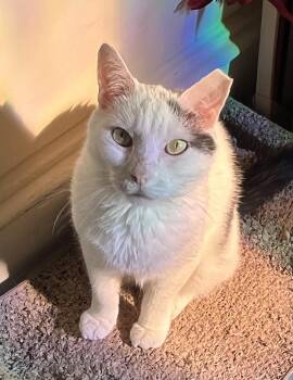 Dali -  American Shorthair Cat for Adoption in Philadelphia, Pennsylvania - Dali | PetCurious