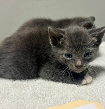 Domestic Short Hair Cats Available for Adoption in Oakland, California - Wonder Man | PetCurious