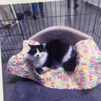 Domestic Medium Hair Cats Available for Adoption in Pasadena, California - Pamaj | PetCurious