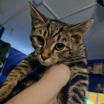 Kenny Pawgers -  Domestic Short Hair Cat for Adoption in Winchester, Virginia - Kenny Pawgers | PetCurious