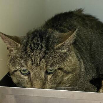 Apollo -  Domestic Short Hair Cat for Adoption in Harrisonburg, Virginia - Apollo | PetCurious