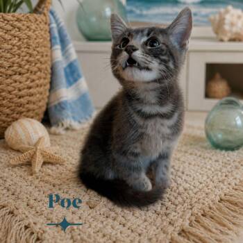 Poe -  Domestic Short Hair Cat Available for Adoption in Gun Barrel City, Texas - Poe | PetCurious