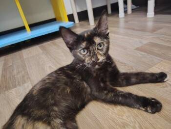 Kitten 28056 (Nutella) -  Tortoiseshell Cat for Adoption in Parlier, California - Kitten 28056 (Nutella) | PetCurious