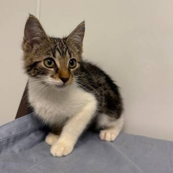 Chloe -  Domestic Short Hair Cat for Adoption in West Palm Beach, Florida - Chloe | PetCurious