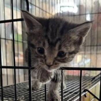 Domestic Short Hair Cats Available for Adoption in Liverpool, Texas - Millie | PetCurious